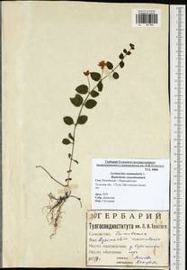 Lysimachia nummularia L., Eastern Europe, Central region (E4) (Russia)