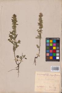MHA 0 155 944, Dracocephalum thymiflorum L., Eastern Europe, Middle Volga region (E8) (Russia)