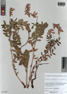 KUZ 001 285, Hedysarum austrosibiricum B.Fedtsch., Siberia, Altai & Sayany Mountains (S2) (Russia)