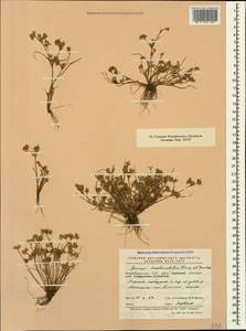 Juncus ranarius Songeon & E.P.Perrier, Caucasus, Azerbaijan (K6) (Azerbaijan)
