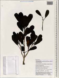 Melanophylla alnifolia Baker, Africa (AFR) (Madagascar)