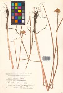 Allium strictum Schrad., Siberia, Russian Far East (S6) (Russia)