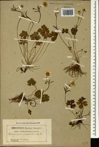Ranunculus breyninus Crantz, Caucasus (no precise locality) (K0)