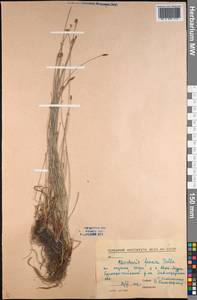 Eleocharis uniglumis (Link) Schult., Middle Asia, Northern & Central Kazakhstan (M10) (Kazakhstan)