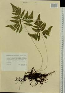 Gymnocarpium robertianum (Hoffm.) Newman, Eastern Europe, Middle Volga region (E8) (Russia)