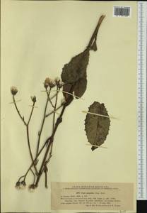 Crepis pannonica (Jacq.) C. Koch, Western Europe (EUR) (Romania)