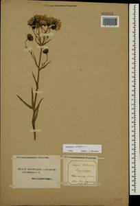 Hieracium umbellatum L., Eastern Europe, Northern region (E1) (Russia)