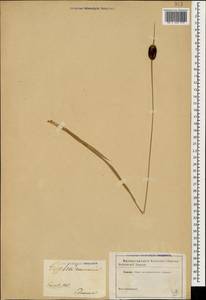 Typha minima Funck, Caucasus (no precise locality) (K0)