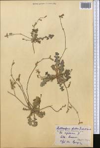 Launaea procumbens (Roxb.) Amin, Middle Asia, Syr-Darian deserts & Kyzylkum (M7) (Not classified)