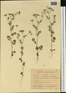 Coriandrum sativum L., Eastern Europe, Central forest region (E5) (Russia)
