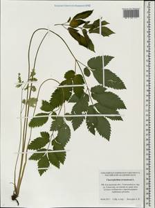 Chaerophyllum aromaticum L., Eastern Europe, Central forest region (E5) (Russia)
