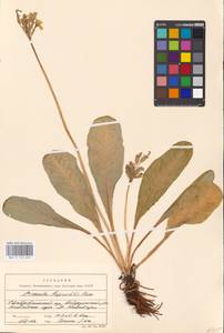 Primula ruprechtii Kusnezowa ex Lipsky, Caucasus, Stavropol Krai, Karachay-Cherkessia & Kabardino-Balkaria (K1b) (Russia)
