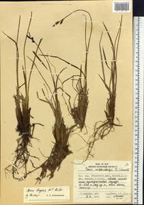 Carex bigelowii subsp. lugens (Holm) T.V.Egorova, Siberia, Russian Far East (S6) (Russia)