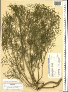 Bilacunaria microcarpa (M.Bieb.) Pimenov & V.N.Tikhom., Caucasus, North Ossetia, Ingushetia & Chechnya (K1c) (Russia)