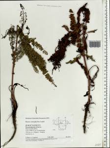 Rumex stenophyllus Ledeb., Eastern Europe, Central region (E4) (Russia)