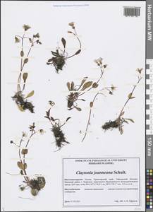 Claytonia joanneana Roem. & Schult., Siberia, Central Siberia (S3) (Russia)