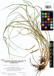 Carex elongata L., Siberia, Baikal & Transbaikal region (S4) (Russia)