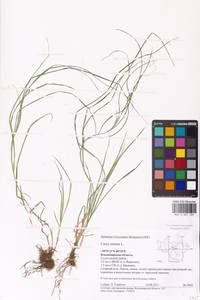 Carex remota L., Eastern Europe, Central region (E4) (Russia)