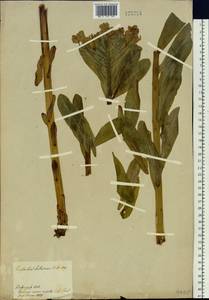 Euphorbia pilosa L., Siberia, Central Siberia (S3) (Russia)