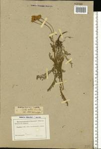 Tanacetum millefolium (L.) Tzvelev, Eastern Europe, Rostov Oblast (E12a) (Russia)