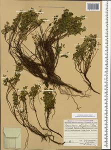 Parietaria judaica L., Caucasus, Stavropol Krai, Karachay-Cherkessia & Kabardino-Balkaria (K1b) (Russia)