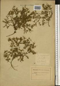 Ceratocarpus arenarius L., Eastern Europe, Rostov Oblast (E12a) (Russia)