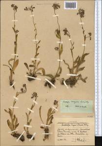 Lindelofia olgae (Regel & Smirn.) Brand, Middle Asia, Western Tian Shan & Karatau (M3) (Uzbekistan)