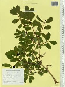 Lonicera caerulea subsp. altaica (Pall.) Gladkova, Siberia, Altai & Sayany Mountains (S2) (Russia)