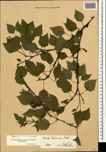 Betula pubescens var. litwinowii (Doluch.) Ashburner & McAll., Caucasus, Stavropol Krai, Karachay-Cherkessia & Kabardino-Balkaria (K1b) (Russia)