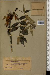 Fraxinus excelsior L., Caucasus, Azerbaijan (K6) (Azerbaijan)