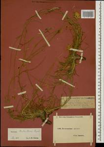 Gelasia biebersteinii (Lipsch.) Zaika, Sukhor. & N. Kilian, Caucasus, Dagestan (K2) (Russia)