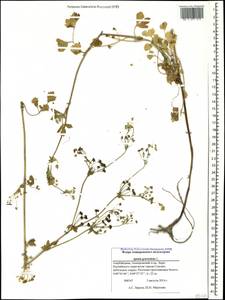 Apium graveolens L., Caucasus, Azerbaijan (K6) (Azerbaijan)