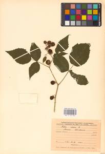Rubus idaeus L., Eastern Europe, Central forest-and-steppe region (E6) (Russia)