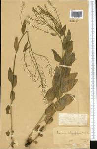 Eutrema integrifolium (DC.) Bunge, Middle Asia, Dzungarian Alatau & Tarbagatai (M5) (Kazakhstan)