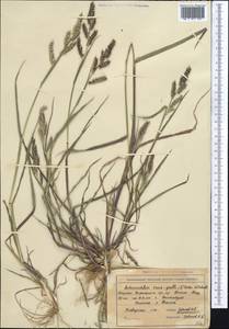 Echinochloa crus-galli (L.) P.Beauv., Middle Asia, Western Tian Shan & Karatau (M3) (Kazakhstan)