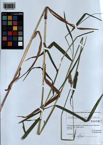 Phalaris arundinacea L., Siberia, Altai & Sayany Mountains (S2) (Russia)