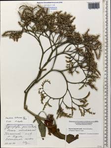 Goniolimon tataricum (L.) Boiss., Caucasus, Krasnodar Krai & Adygea (K1a) (Russia)