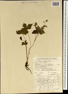 Geranium platyanthum Duthie, Mongolia (MONG) (Mongolia)