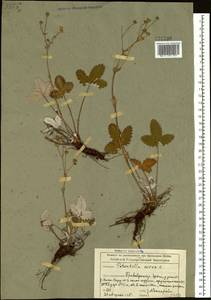 Potentilla crebridens Juz., Siberia, Altai & Sayany Mountains (S2) (Russia)