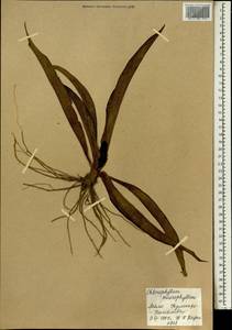 Chlorophytum macrophyllum (A.Rich.) Asch., Africa (AFR) (Mali)