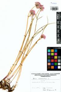 Allium schoenoprasum L., Siberia, Baikal & Transbaikal region (S4) (Russia)