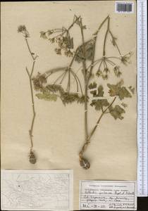 Kozlovia paleacea (Regel & Schmalh.) Lipsky, Middle Asia, Western Tian Shan & Karatau (M3) (Tajikistan)