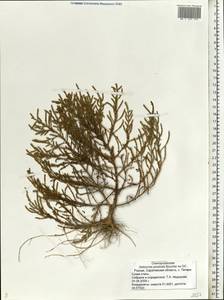 Salicornia europaea L., Eastern Europe, Lower Volga region (E9) (Russia)