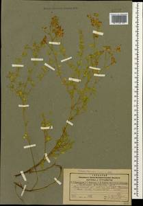 Medicago sativa subsp. glomerata (Balb.) Rouy, Caucasus, Dagestan (K2) (Russia)