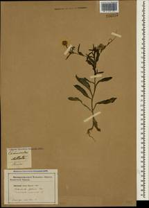 Calendula arvensis L., Crimea (KRYM) (Russia)