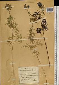 Aconitum macrorhynchum Turcz. ex Ledeb., South Asia, South Asia (Asia outside ex-Soviet states and Mongolia) (ASIA) (China)