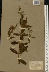 Lysimachia vulgaris L., Eastern Europe, North Ukrainian region (E11) (Ukraine)