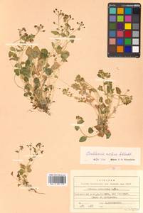 Cochlearia groenlandica L., Siberia, Chukotka & Kamchatka (S7) (Russia)