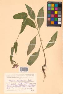Hesperis pycnotricha Borbás & Degen, Eastern Europe (no precise locality) (E0)