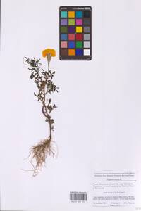 Tagetes erecta L., Eastern Europe, Moscow region (E4a) (Russia)